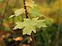 Acer grandidentatum1